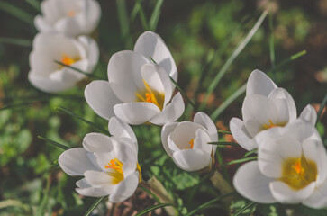 white crocus flowers in green grass