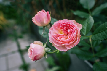 Pink rose in the garden at sunny day.