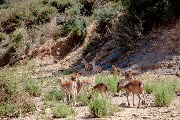 A white-tailed deers fawn standing in a forest