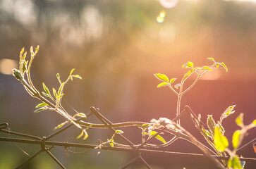 green spring flower growing