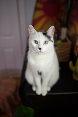 House cats laying in room with plants 