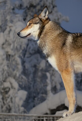 wolf in the snow in Finland