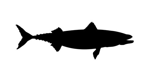 silhouette of fish