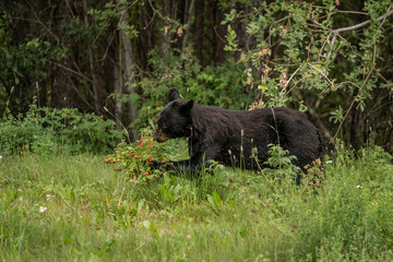 Alaskan Black Bear foraging for berries in the Alaskan wilderness