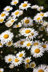 Many flowering large daisies grow in the garden in summer. Beautiful summer background