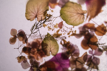 dried flowers and leaves, top view