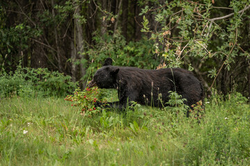 Alaskan Black Bear foraging for berries in the Alaskan wilderness