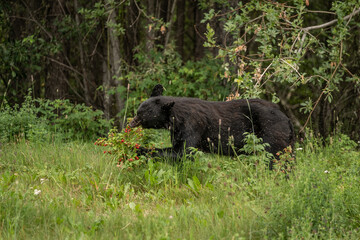 Alaskan Black Bear foraging for berries in the Alaskan wilderness