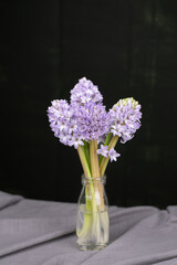 Blaue Hyazinthen in Blumenvase vor dunklem Hintergrund, Blume Frühling 