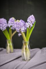 Blaue Hyazinthen in Blumenvase vor dunklem Hintergrund, Blume Frühling 