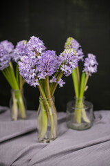 Blaue Hyazinthen in Blumenvase vor dunklem Hintergrund, Blume Frühling 