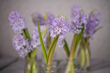 Blaue Hyazinthen in Blumenvase mit hellem Hintergrund, Blume Frühling, Blumenstrauß