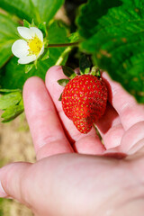 Strawberry plants in the garden have white flowers.