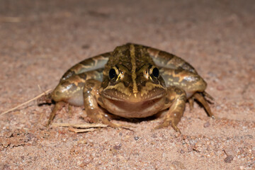 Common river frog (Amietia delalandii), also known as drakensberg river frog, or sani pass frog, a species of southern African river frog