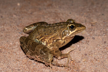 Common river frog (Amietia delalandii), also known as drakensberg river frog, or sani pass frog, a species of southern African river frog