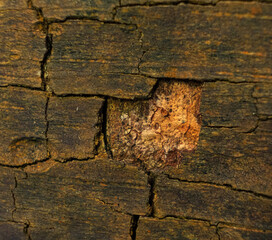 Photo of tree trunk with missing bark