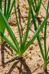 Obraz premium Green onions grow in a row in the ground.
