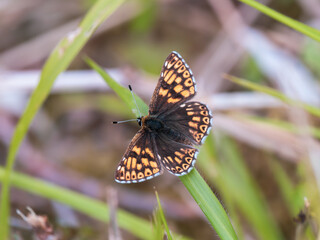 Duke of Burgundy Butterfly Resting on a Grass Stem