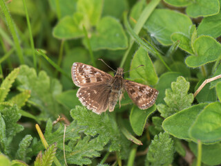 Dingy Skipper Resting in the Grass