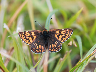 Obraz premium Duke of Burgundy Butterfly Resting on a Grass Stem