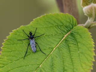 Fototapeta premium Black Gnat Resting on a Leaf
