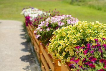 multicolored petunia flowers in wooden decorative boxes outdoors