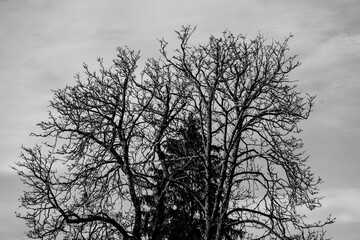 Spruce behind leafless tree on gray sky background