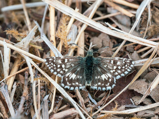 Grizzled Skipper Resting With its Wings Open