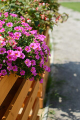 Fototapeta na wymiar bright pink petunia flowers in wooden decorative boxes outdoors