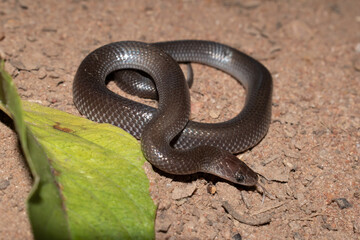 Common Wolf Snake (Lycophidion capense)