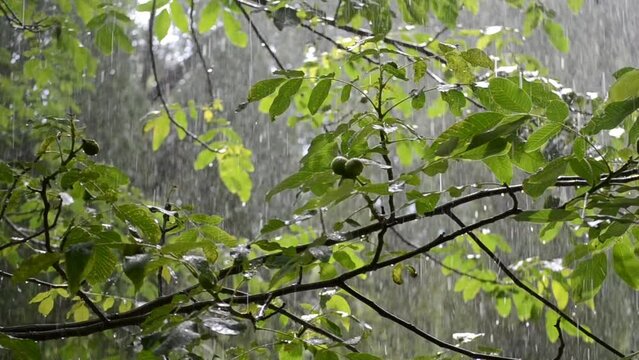 Heavy rain. Drops of heavy rain dripping on large green leaves of tree branch on summer day. Rainfall shower downpour. Raindrops walnut branch. Rainy weather. Weather precipitation. Natural background