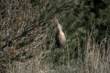 nest of something big in branch