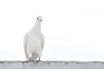 White pigeon dove on a clean white background 