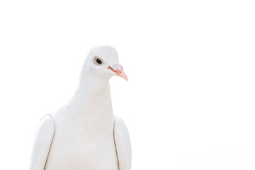 White pigeon dove on a clean white background 