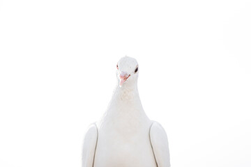 White pigeon dove on a clean white background 