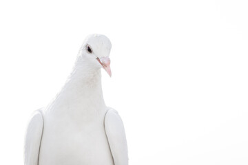 White pigeon dove on a clean white background 