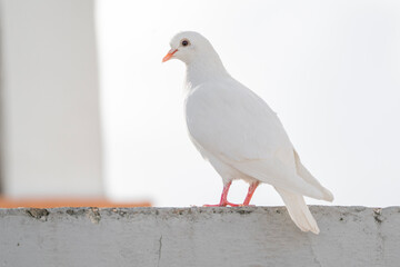 White pigeon dove on a clean white background 