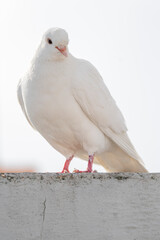 White pigeon dove on a clean white background 
