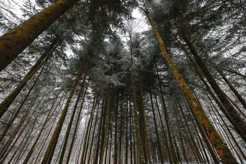 El bosque y sus grandes árboles