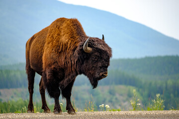 Bison on the Alaska highway