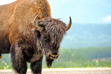 Head shots of Bison in Alaska © Jorge Moro