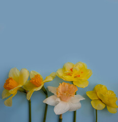 Narcissus flower on colored background