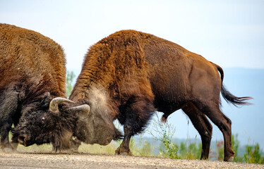 Bull Bison for a mate in Central Alaska during the summer