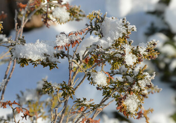 Schnee und Eiskristalle im Garten
