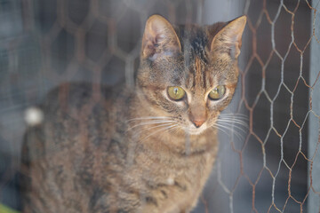 Captive homeless cat in a cage stray animals problem