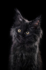 black Maine Coon Kitten on a black background. cat portrait in studio