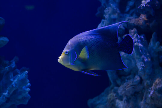 Colorful koran angel fish, oceanarium