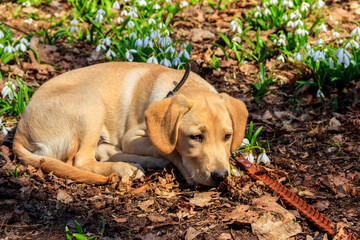 Portrait of labrador retriever puppy surrounded by white snowdrops flowers (Galanthus nivalis) in spring forest