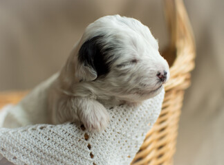 newborn puppy yorkiepoo