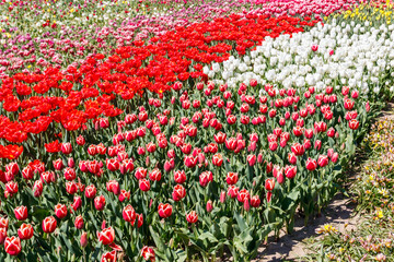 Beautiful multicolored tulips in a flower park  at spring